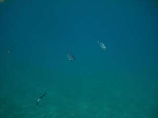 Дома для отпуска Summer Holiday House MM Улцинь Дом с 2 спальнями-37