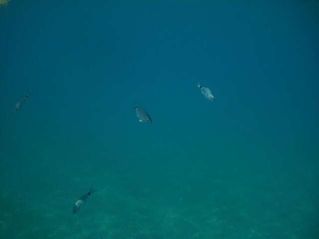 Дома для отпуска Summer Holiday House MM Улцинь-17